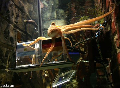 الأخطبوط بول يعود مرة أخرى ويتوقع فوز ألمانيا على الأرجنتين