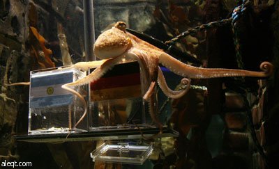 الأخطبوط بول يعود مرة أخرى ويتوقع فوز ألمانيا على الأرجنتين