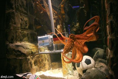 الأخطبوط بول يعود مرة أخرى ويتوقع فوز ألمانيا على الأرجنتين