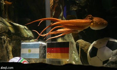 الأخطبوط بول يعود مرة أخرى ويتوقع فوز ألمانيا على الأرجنتين