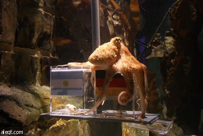 الأخطبوط بول يعود مرة أخرى ويتوقع فوز ألمانيا على الأرجنتين