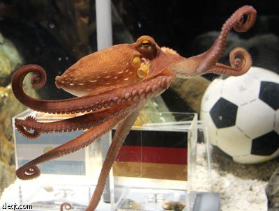 الأخطبوط بول يعود مرة أخرى ويتوقع فوز ألمانيا على الأرجنتين