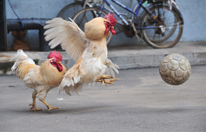 ديوك تلعب كرة القدم  في مقاطعة لياونينغ الصينية احتفالا بكأس العالم 2010