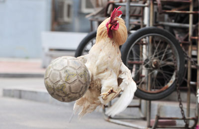 ديوك تلعب كرة القدم  في مقاطعة لياونينغ الصينية احتفالا بكأس العالم 2010