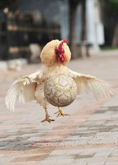 ديوك تلعب كرة القدم  في مقاطعة لياونينغ الصينية احتفالا بكأس العالم 2010