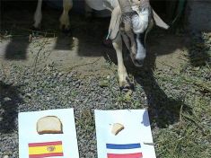 الأخطبوط الألماني والتيس السعودي