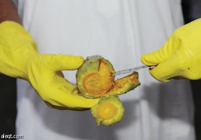 «الفواكه الموسمية» تجذب سياح الطائف.. والزراعة تؤكد: الأسواق «مراقبة»