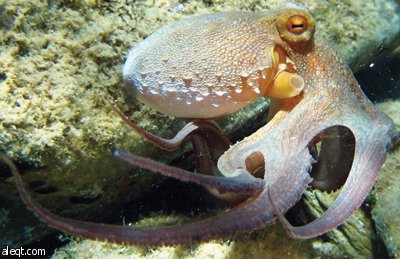 الكوريون يأكلون «الأخطبوط» حيا .. والسُّلطات تحذر من التسمم آكله