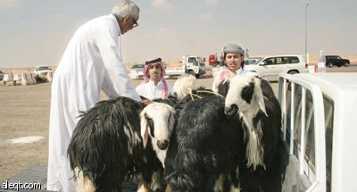 كبار السن يفضلونها كأضحية رغم أنها الأغلى سعرا .. و«الوطنية الزراعية» تحتفظ بأصولها الوراثية