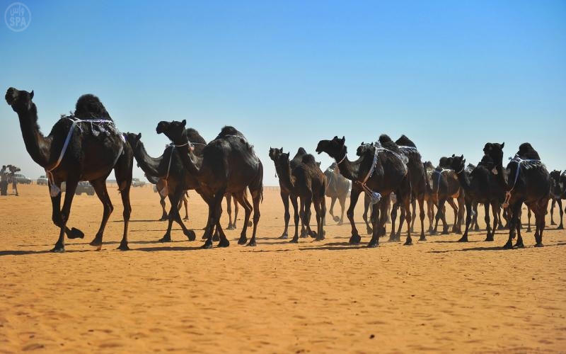 إعلان أسماء الفائزين  في مهرجان جائزة الملك عبدالعزيز لمزاين الإبل
