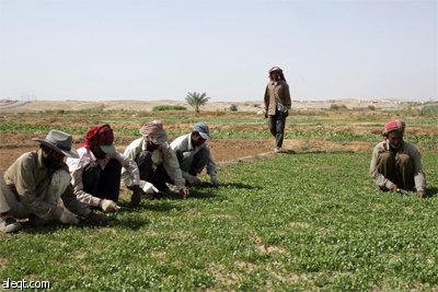 دراسة محلية تكشف عن تدني مستوى تطبيق المزارعين للتقنيات الحديثة