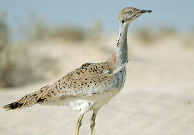 الطائف: حماية طيور الحبارى بسياج كهربائي يعمل بالطاقة الشمسية