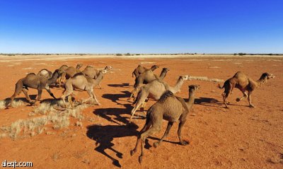 مشروع مصري لاستيراد لحوم الإبل من أستراليا