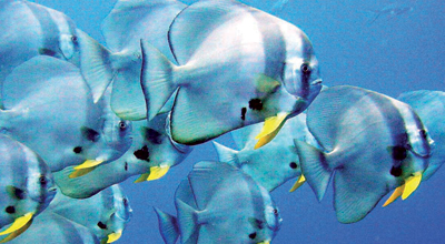 ارتفاع درجة حرارة البحار يدفع بعض أنواع الأسماك إلى النهاية