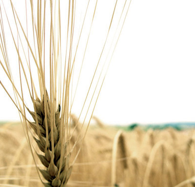 «الصوامع» تدعم مخزون القمح بـ 275 ألف طن