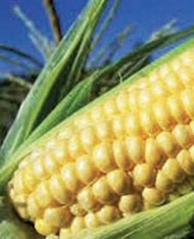 سلالة صينية جديدة من الذرة قد تكون حلا لنقص الغذاء في إفريقيا