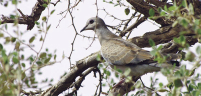 «القميري» الطريدة الأولى للصيادين في طريقها للاختفاء من السعودية