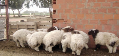 تحركات لتوعية مربي الماشية بالتحول للأعلاف المركبة