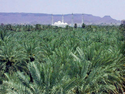 مشروع «أوقاف المزارع» .. حلم أرجو أن يحققه أمير المدينة