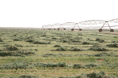 معهد الملك عبد الله للبحوث: قرار تقليص زراعة القمح زاد استنزاف المياه