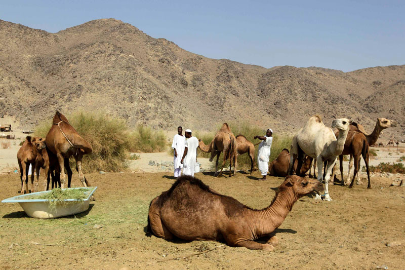 حجاج اندونيسيون يلتقطون صور تذكارية في مزرعة للإبل في مكة المكرمة
