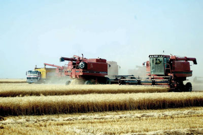 انطلاق دراسات جامعة البترول حول القمح والاحتياجات المائية