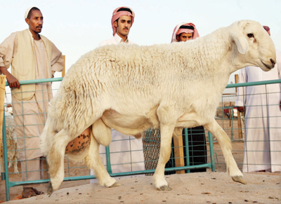 الشركات التعليمية في الرياضية