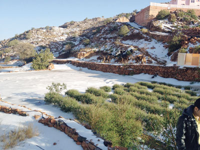 قبل أسبوع من إطلاق المهرجان .. الثلوج تتلف مزارع الورد الطائفي