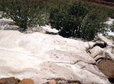 قبل أسبوع من إطلاق المهرجان .. الثلوج تتلف مزارع الورد الطائفي