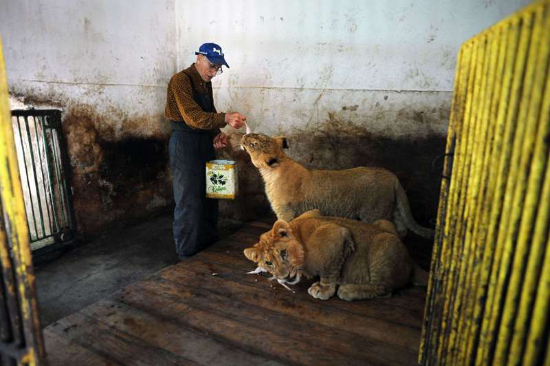 حارس الحديقة يلعب مع شبل الاسد في صوفيا