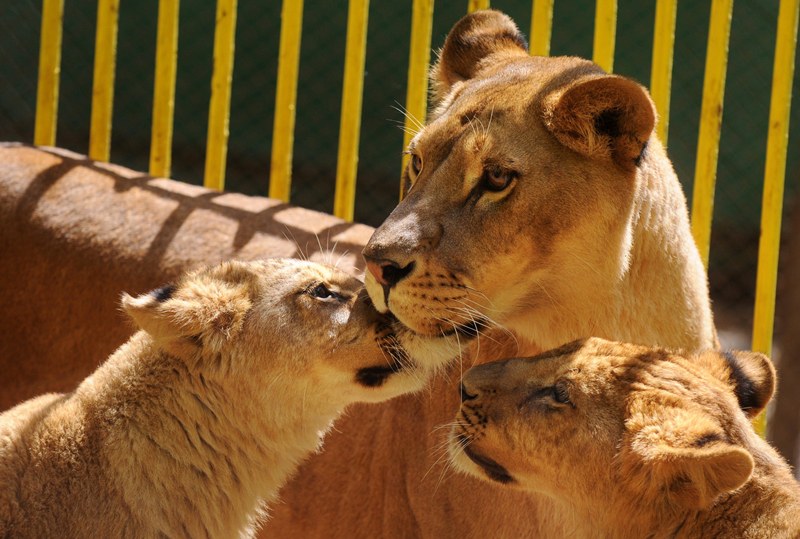 حارس الحديقة يلعب مع شبل الاسد في صوفيا