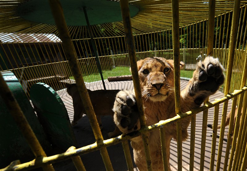 حارس الحديقة يلعب مع شبل الاسد في صوفيا