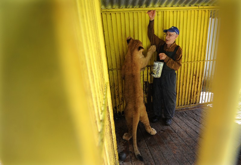 حارس الحديقة يلعب مع شبل الاسد في صوفيا