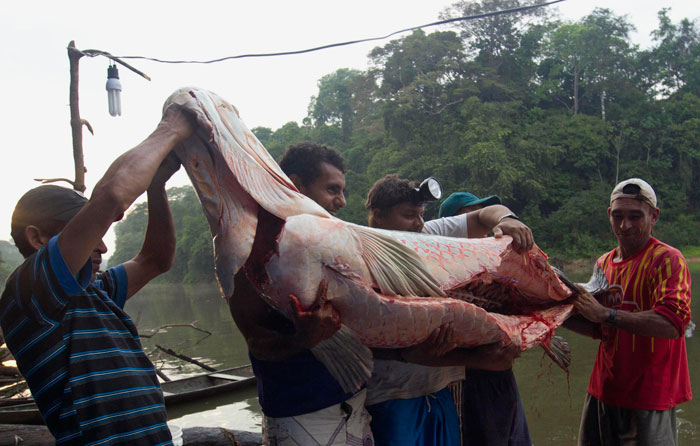 صورة جوية لأحد روافد نهر الامازون وأكبر مصدر لصطياد الأسماك في أمريكا الجنوبية