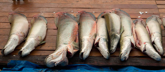 صورة جوية لأحد روافد نهر الامازون وأكبر مصدر لصطياد الأسماك في أمريكا الجنوبية