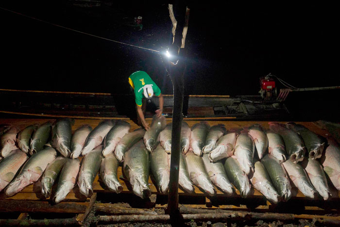 صورة جوية لأحد روافد نهر الامازون وأكبر مصدر لصطياد الأسماك في أمريكا الجنوبية