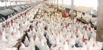 شركات عالمية تُعيد تسعير عقود تصدير الدجاج إلى السعودية