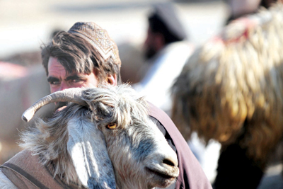 رجل أفغاني ينتظر زبائن لشراء أضاحٍ داخل سوق المواشي بالقرب من العاصمة الأفغانية كابول