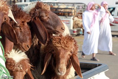 قصة مصورة : الأضحية .. شعيرة تواجه غلاء الأسعار