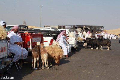 قصة مصورة : الأضحية .. شعيرة تواجه غلاء الأسعار