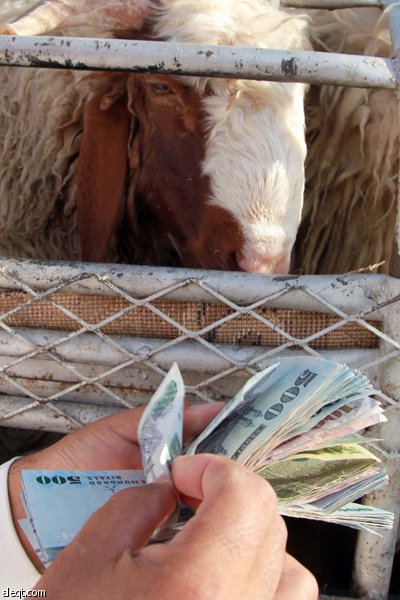 قصة مصورة : الأضحية .. شعيرة تواجه غلاء الأسعار