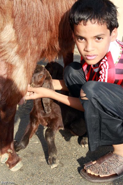 قصة مصورة : الأضحية .. شعيرة تواجه غلاء الأسعار