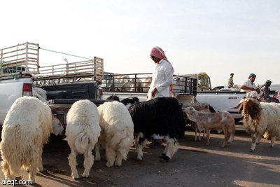 قصة مصورة : الأضحية .. شعيرة تواجه غلاء الأسعار