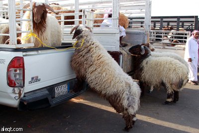 قصة مصورة : الأضحية .. شعيرة تواجه غلاء الأسعار