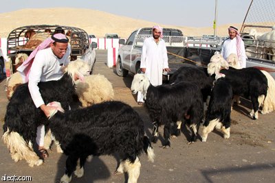 قصة مصورة : الأضحية .. شعيرة تواجه غلاء الأسعار