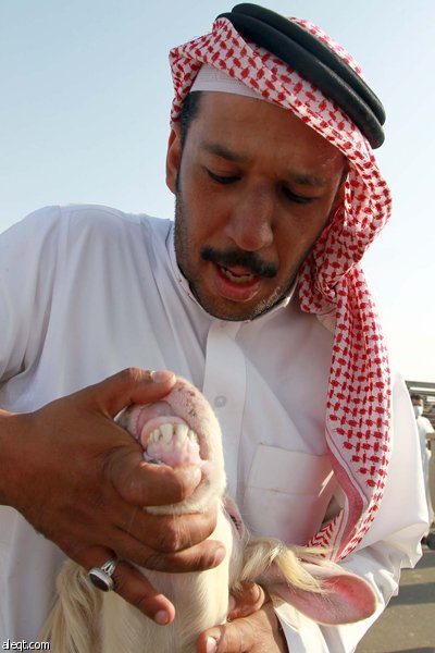 قصة مصورة : الأضحية .. شعيرة تواجه غلاء الأسعار