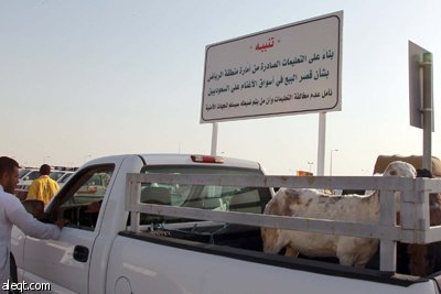 قصة مصورة : الأضحية .. شعيرة تواجه غلاء الأسعار