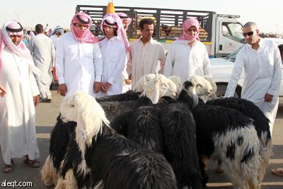 قصة مصورة : الأضحية .. شعيرة تواجه غلاء الأسعار