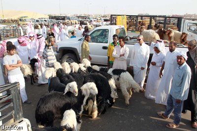 قصة مصورة : الأضحية .. شعيرة تواجه غلاء الأسعار