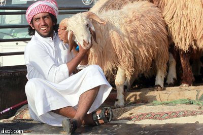 قصة مصورة : الأضحية .. شعيرة تواجه غلاء الأسعار